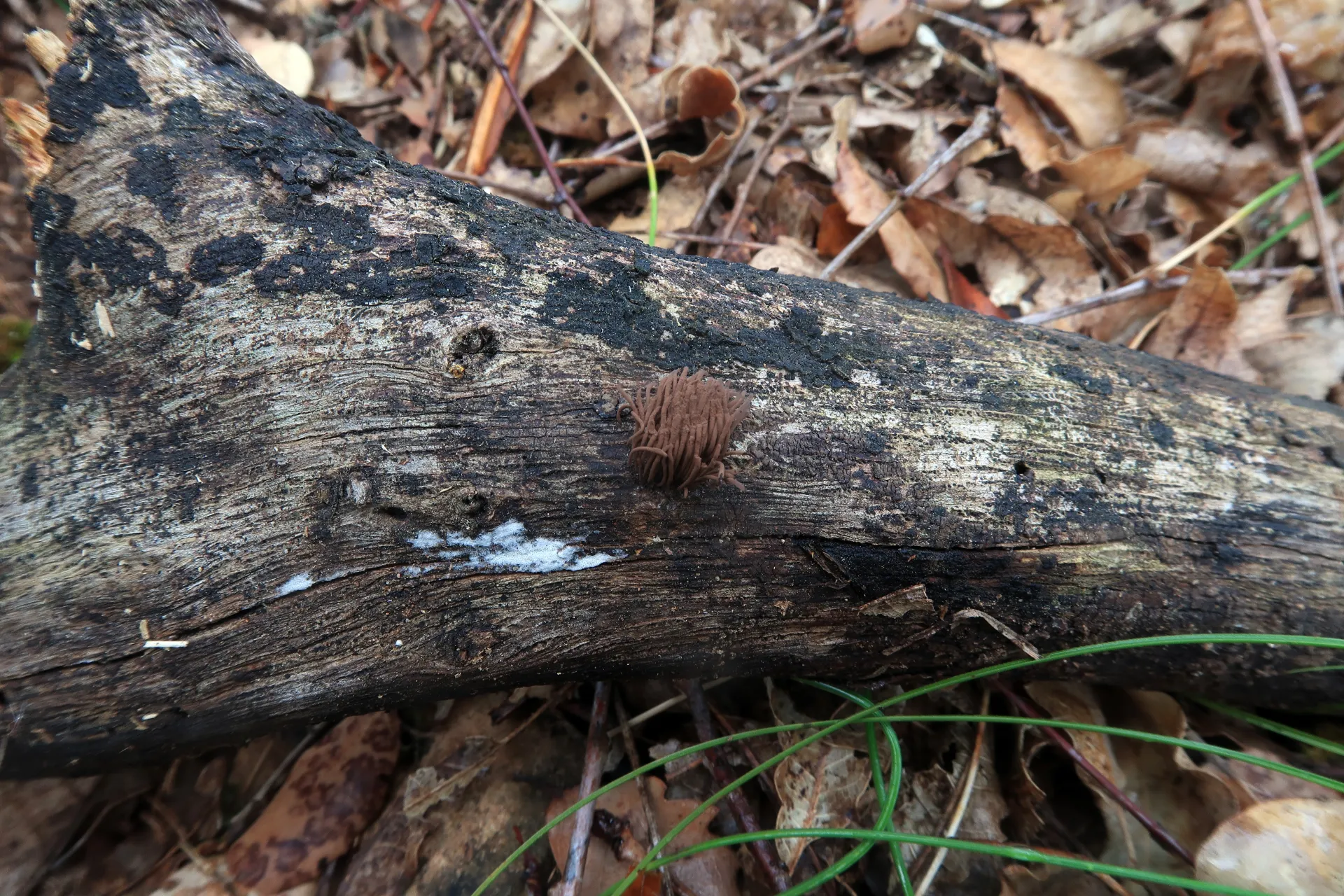 Stemonitis axifera - 1 - IMG_7526